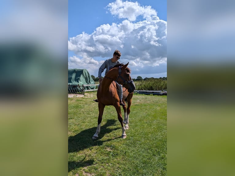 Hanoverian Gelding 12 years 17 hh Brown in Kirchberg an der Jagst