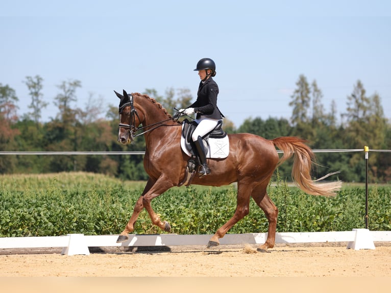 Hanoverian, Gelding, 12 years, 17 hh, Chestnut