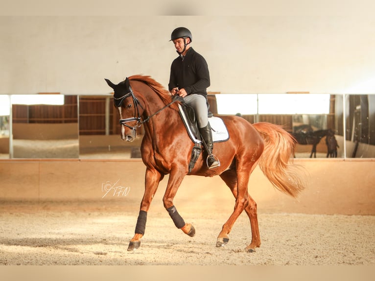 Hanoverian, Gelding, 12 years, 17 hh, Chestnut