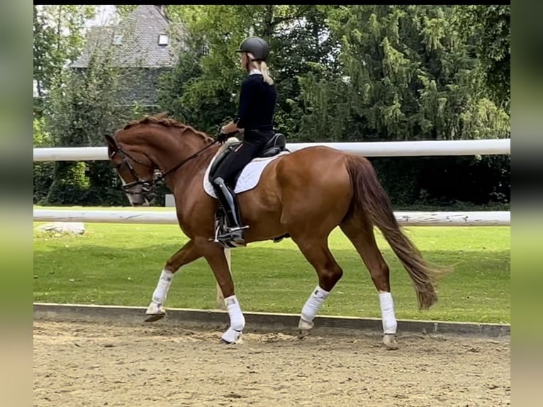 Hanoverian Gelding 12 years 17 hh Chestnut in Hamm