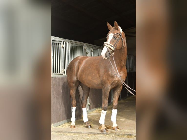 Hanoverian Gelding 12 years 17 hh Chestnut in Geilenkirchen