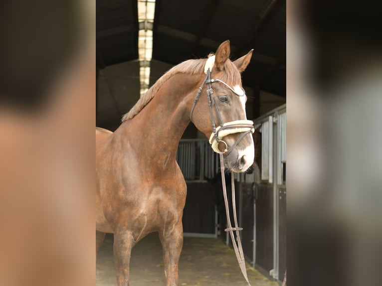 Hanoverian Gelding 12 years 17 hh Chestnut in Geilenkirchen