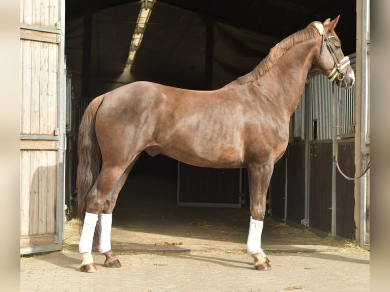 Hanoverian Gelding 12 years 17 hh Chestnut in Geilenkirchen