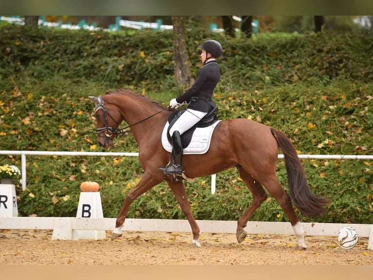 Hanoverian Gelding 12 years 17 hh Chestnut in Wernstein