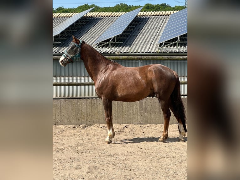 Hanoverian Gelding 12 years 17 hh Chestnut in Dortmund