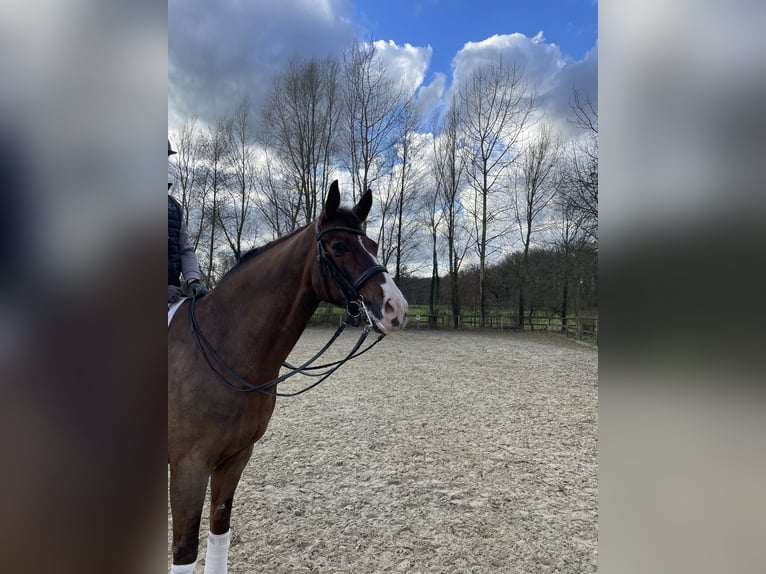 Hanoverian Gelding 12 years 17 hh Chestnut-Red in Recklinghausen