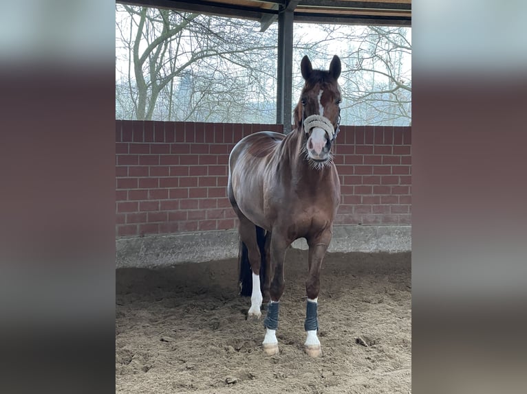 Hanoverian Gelding 12 years 17 hh Chestnut-Red in Recklinghausen