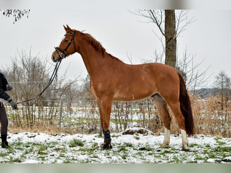 Hanoverian Gelding 12 years 17 hh Chestnut-Red in Handorf