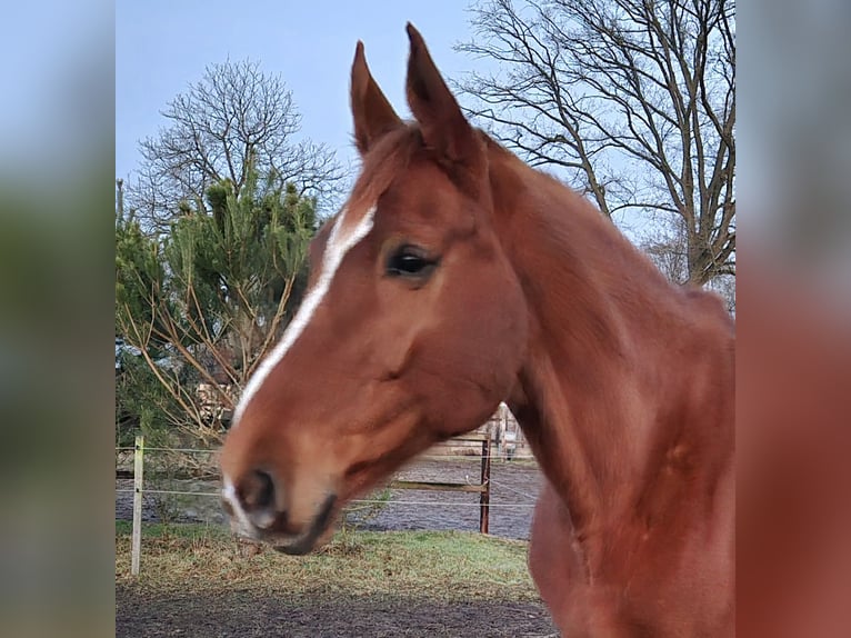Hanoverian Gelding 12 years 17 hh Chestnut-Red in Nienburg (Weser) Holtorf