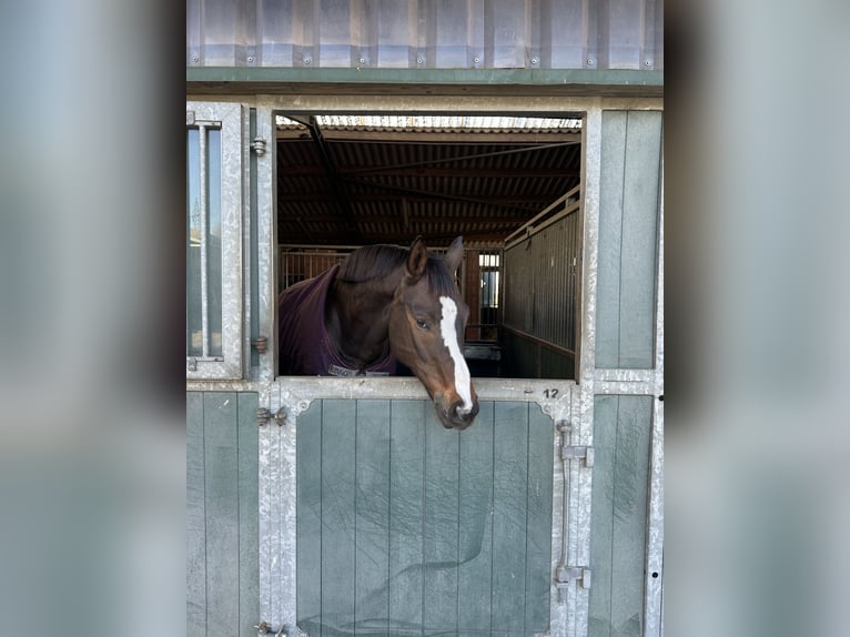 Hanoverian Gelding 12 years 17 hh Smoky-Black in Lehrte