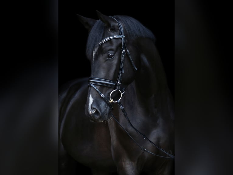Hanoverian Gelding 12 years 17,1 hh Black in Unterperfuss