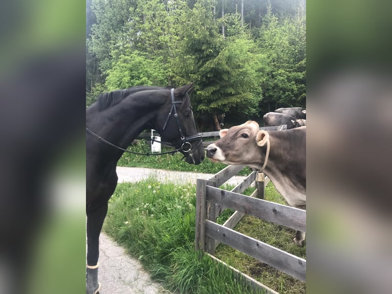 Hanoverian Gelding 12 years 17,1 hh Black in Unterperfuss