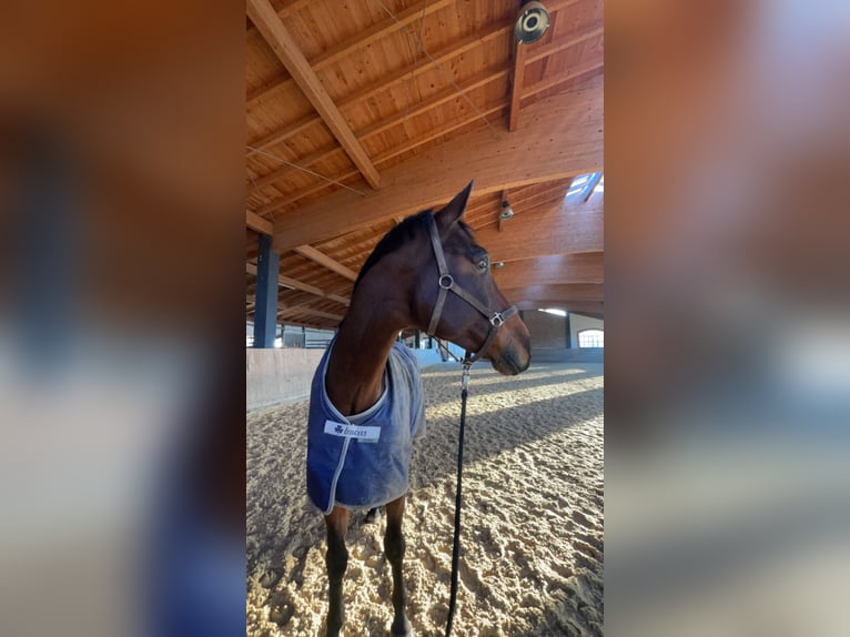Hanoverian Gelding 12 years 17,2 hh Brown-Light in Mühldorf am Inn