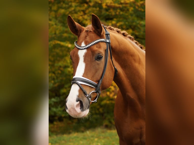 Hanoverian Gelding 12 years 17,2 hh Chestnut-Red in Gleichen Hanoverian Gelding 12 years 17,2 hh Chestnut-Red in Gleichen