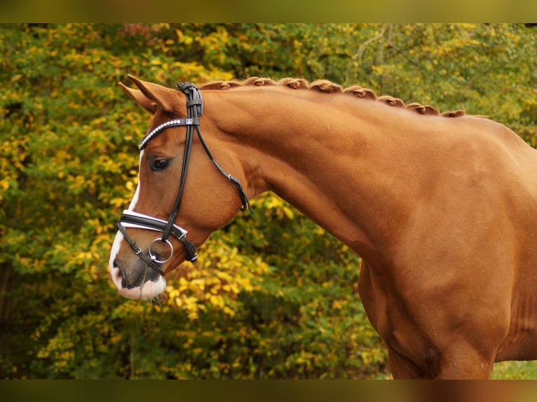 Hanoverian Gelding 12 years 17,2 hh Chestnut-Red in Gleichen Hanoverian Gelding 12 years 17,2 hh Chestnut-Red in Gleichen