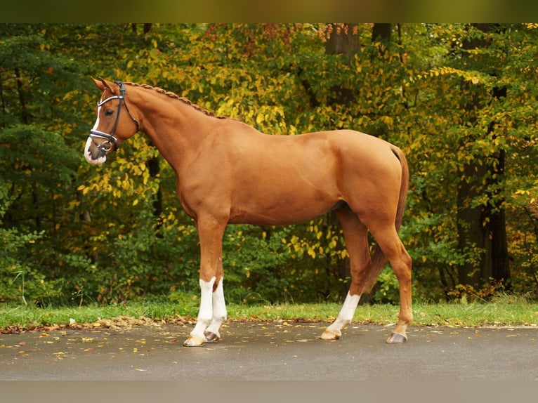 Hanoverian Gelding 12 years 17,2 hh Chestnut-Red in Gleichen Hanoverian Gelding 12 years 17,2 hh Chestnut-Red in Gleichen