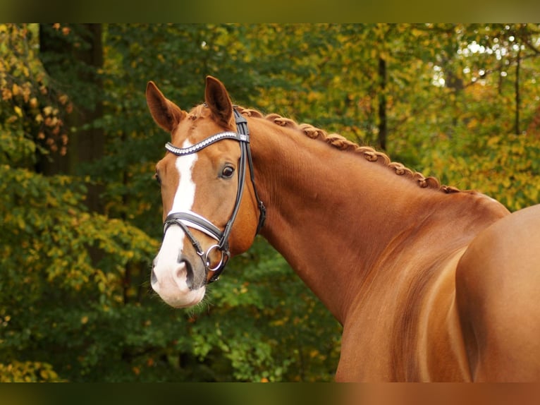 Hanoverian Gelding 12 years 17,2 hh Chestnut-Red in Gleichen