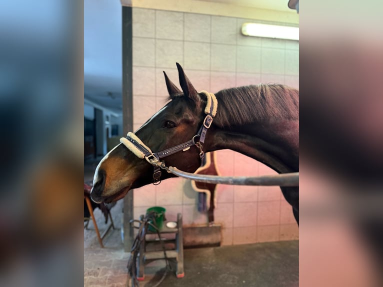 Hanoverian Gelding 12 years 17,3 hh Bay-Dark in lavernose lacasse