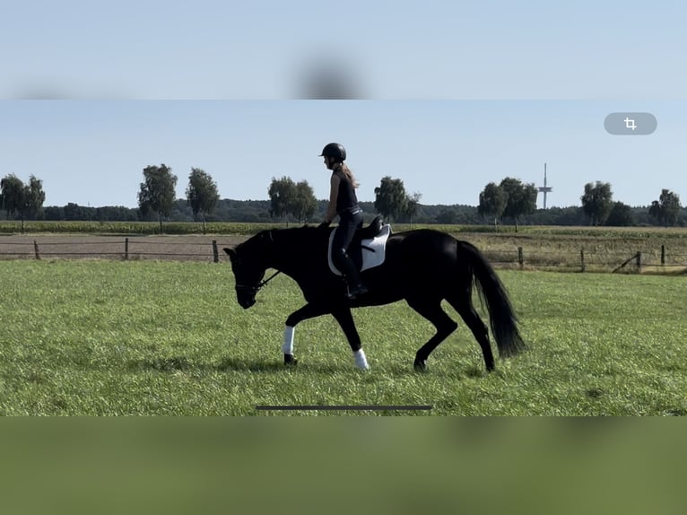 Hanoverian Gelding 12 years 18 hh Black in Langwedel