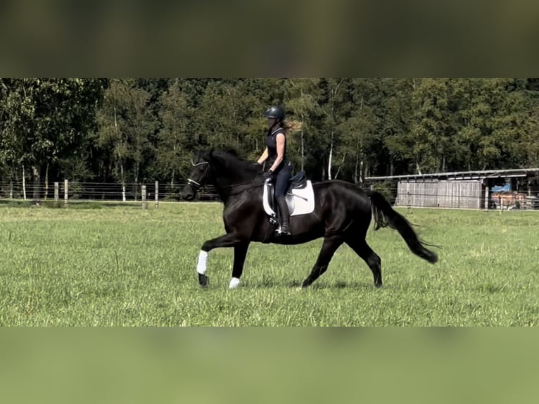 Hanoverian Gelding 12 years 18 hh Black in Langwedel