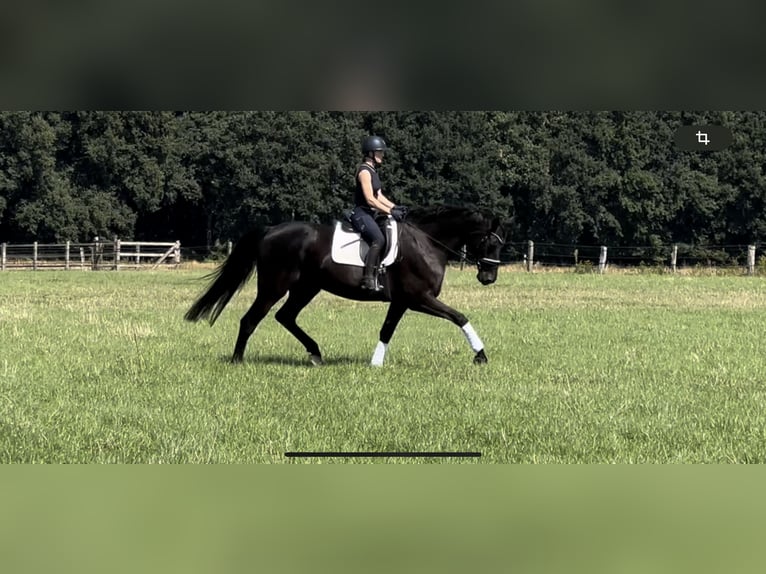 Hanoverian Gelding 12 years 18 hh Black in Langwedel