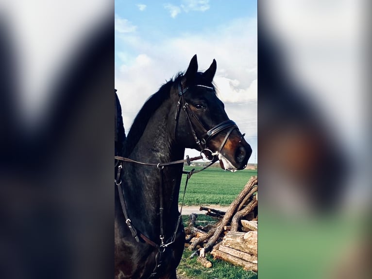 Hanoverian Gelding 12 years Bay-Dark in Biblis
