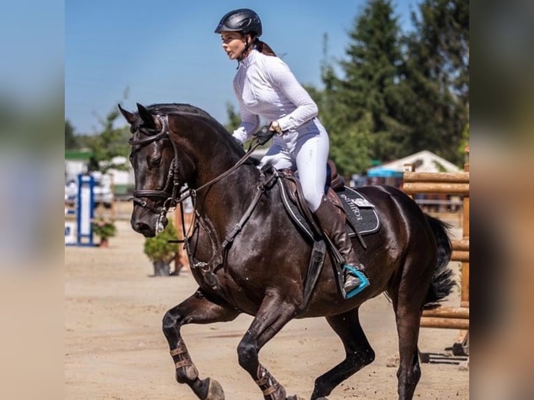 Hanoverian Gelding 12 years Bay-Dark in Biblis