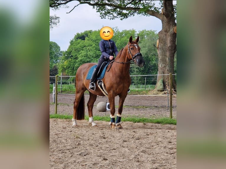 Hanoverian Gelding 13 years 15,2 hh Chestnut in Hude (Oldenburg)