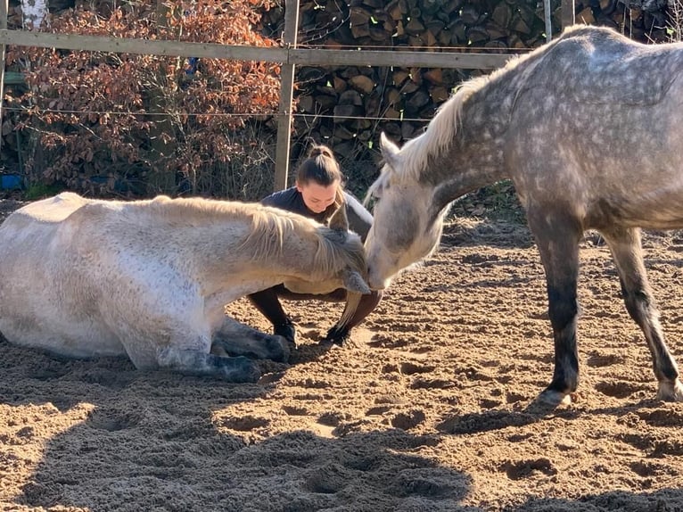 Hanoverian Gelding 13 years 15,2 hh Grey-Fleabitten in Zeil am Main