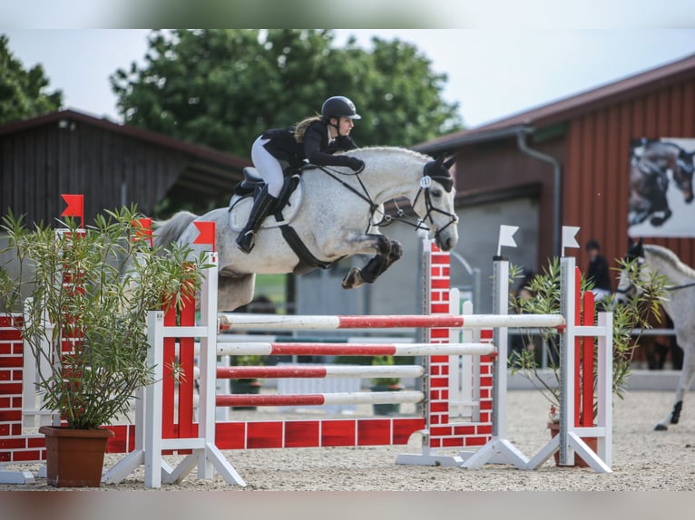 Hanoverian Gelding 13 years 15,2 hh Grey-Fleabitten in Zeil am Main