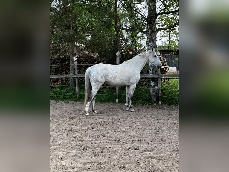 Hanoverian Gelding 13 years 15,2 hh Grey-Fleabitten in Zeil am Main