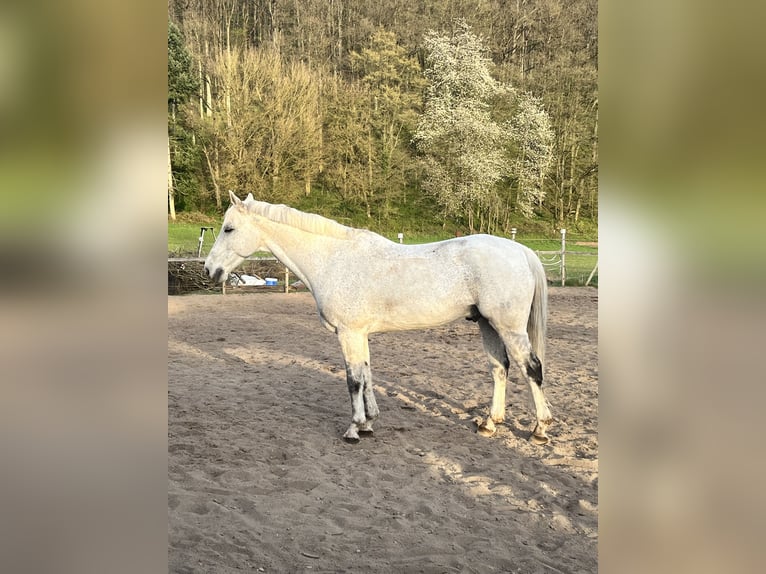 Hanoverian Gelding 13 years 15,2 hh Grey-Fleabitten in Zeil am Main