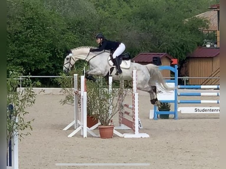 Hanoverian Gelding 13 years 15,2 hh Grey-Fleabitten in Zeil am Main