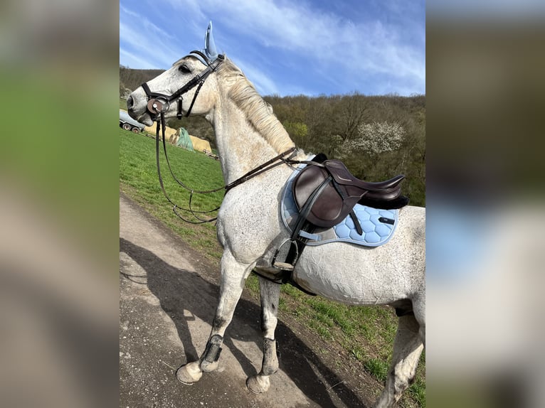 Hanoverian Gelding 13 years 15,2 hh Grey-Fleabitten in Zeil am Main