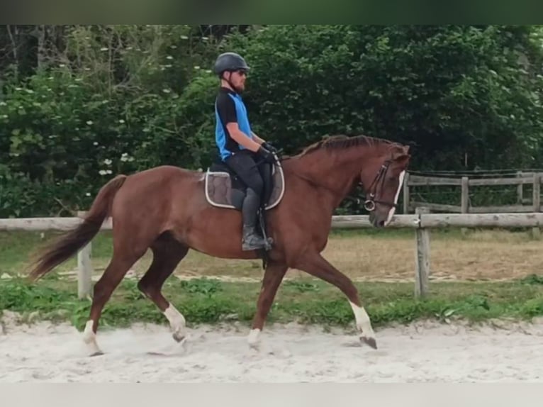 Hanoverian Gelding 13 years 16,1 hh Chestnut in Autouillet