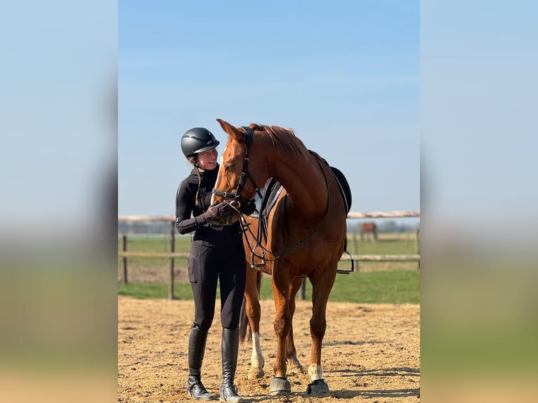Hanoverian Gelding 13 years 16.1 hh Chestnut-Red in Köln