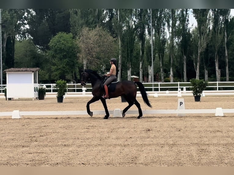 Hanoverian Gelding 13 years 16,1 hh Smoky-Black in Forest City