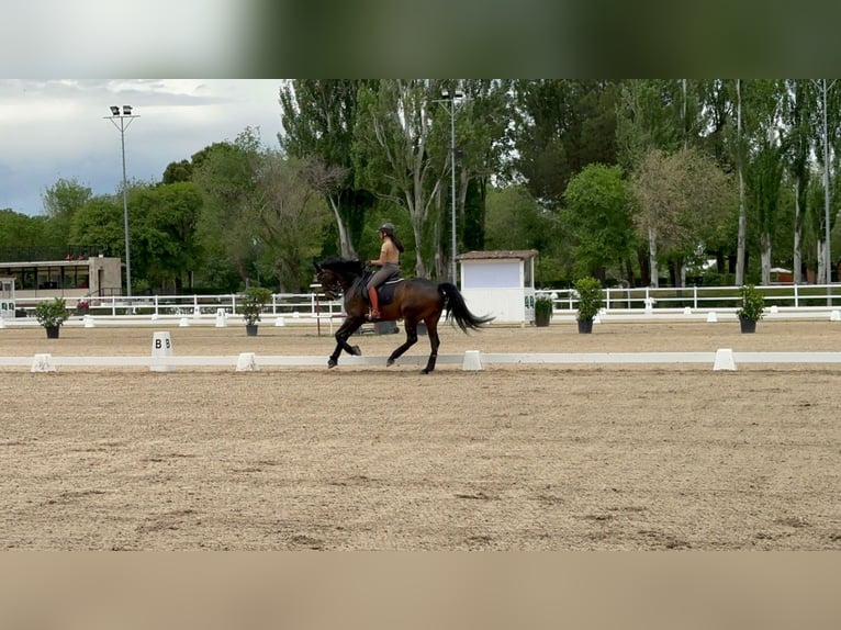 Hanoverian Gelding 13 years 16,1 hh Smoky-Black in Forest City