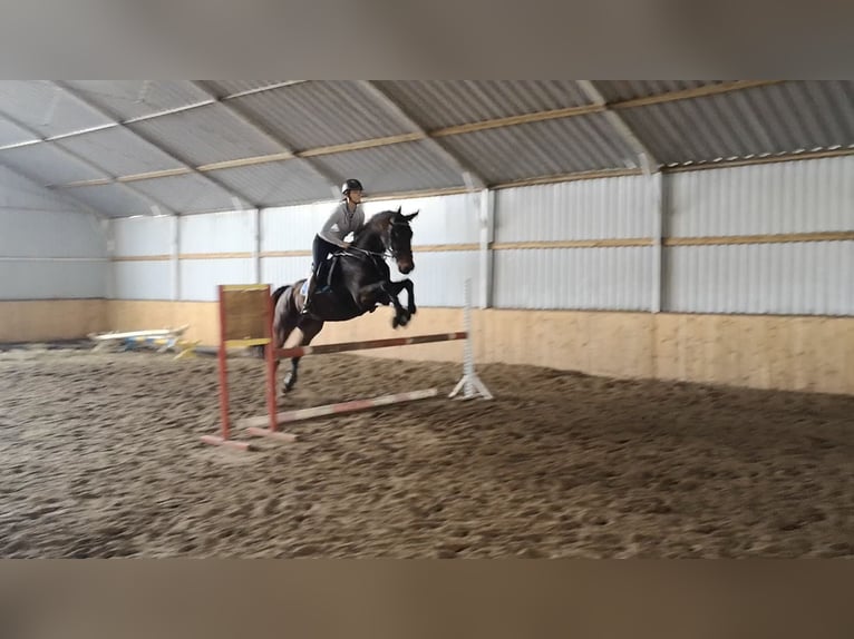 Hanoverian Gelding 13 years 16,2 hh Bay in Rzgów