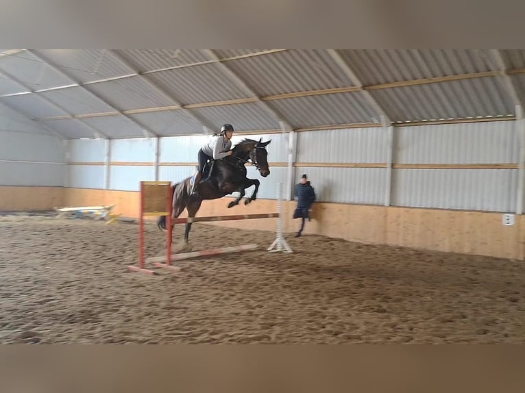 Hanoverian Gelding 13 years 16,2 hh Bay in Rzgów