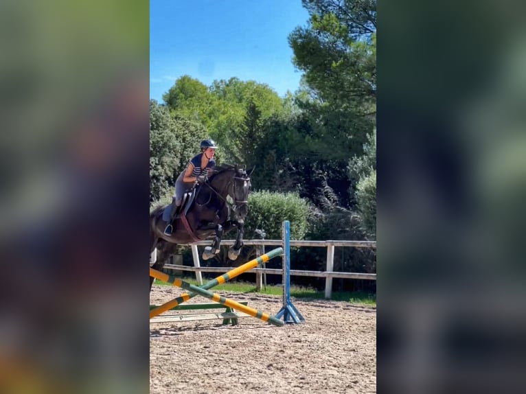 Hanoverian Gelding 13 years 16,2 hh Black in PERATALLADA