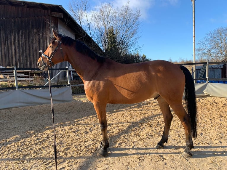 Hanoverian Gelding 13 years 16,2 hh Brown in Schönaich