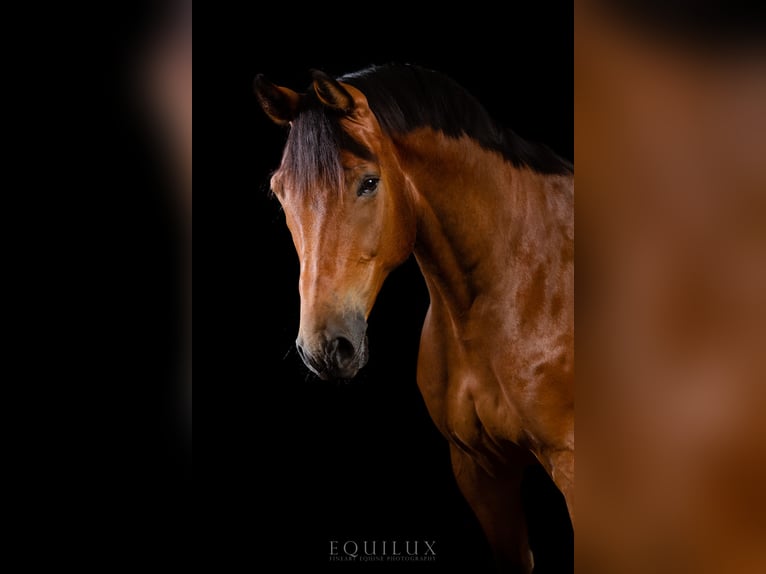 Hanoverian Gelding 13 years 16,2 hh Brown in Schönaich