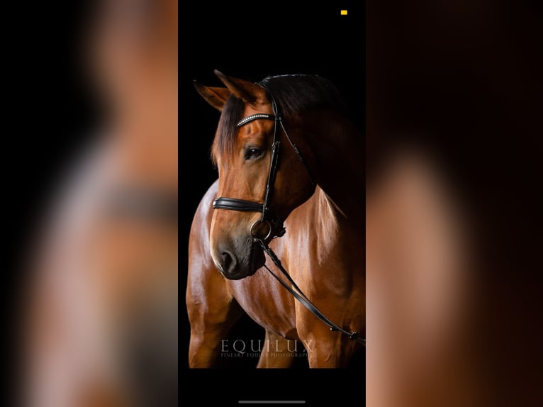 Hanoverian Gelding 13 years 16,2 hh Brown in Schönaich