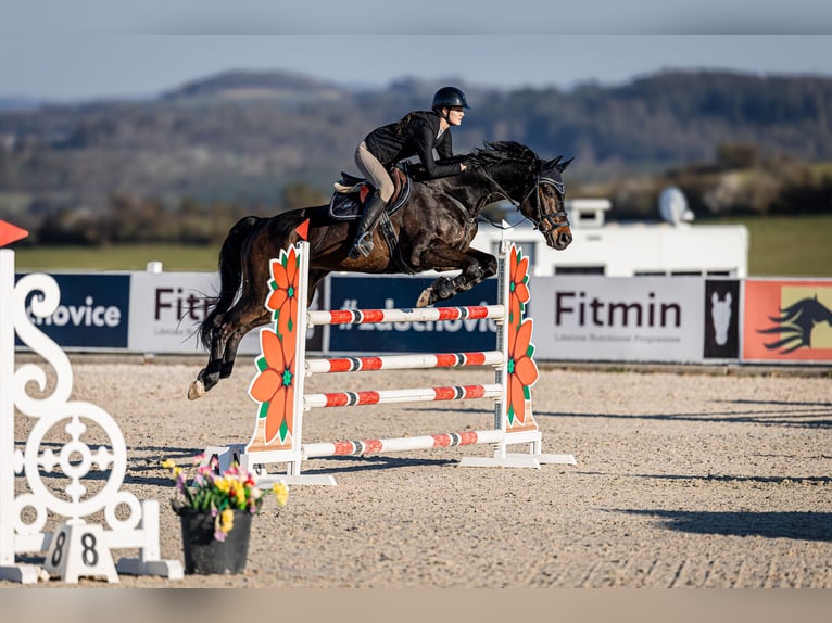 Hanoverian Gelding 13 years 16.2 hh Brown in Pilsen
