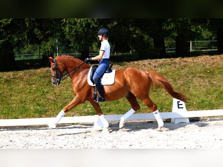 Hanoverian Gelding 13 years 16,2 hh Chestnut-Red in Freiensteinau