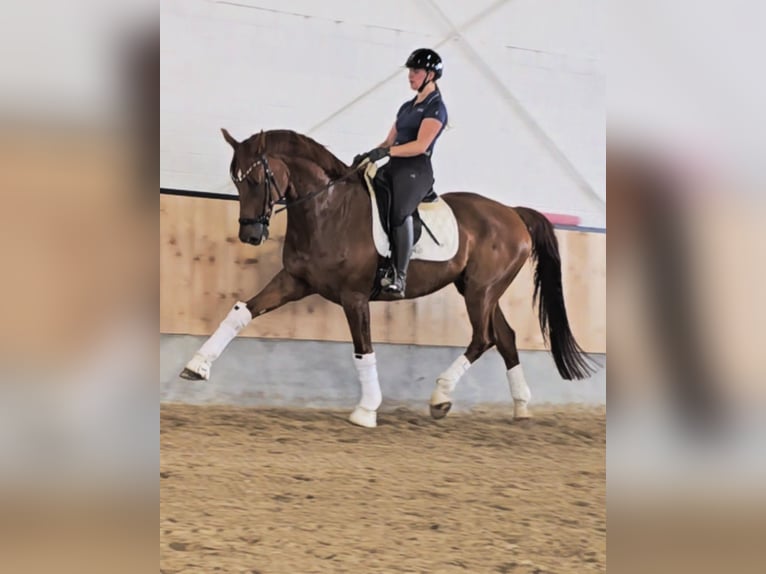 Hanoverian Gelding 13 years 16.2 hh Chestnut-Red in Kempen