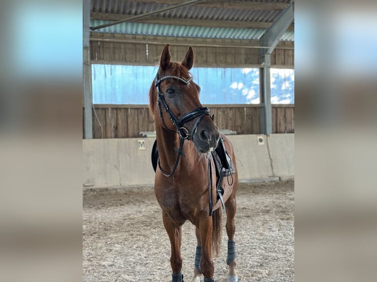 Hanoverian Gelding 13 years 16,2 hh in Michelstadt