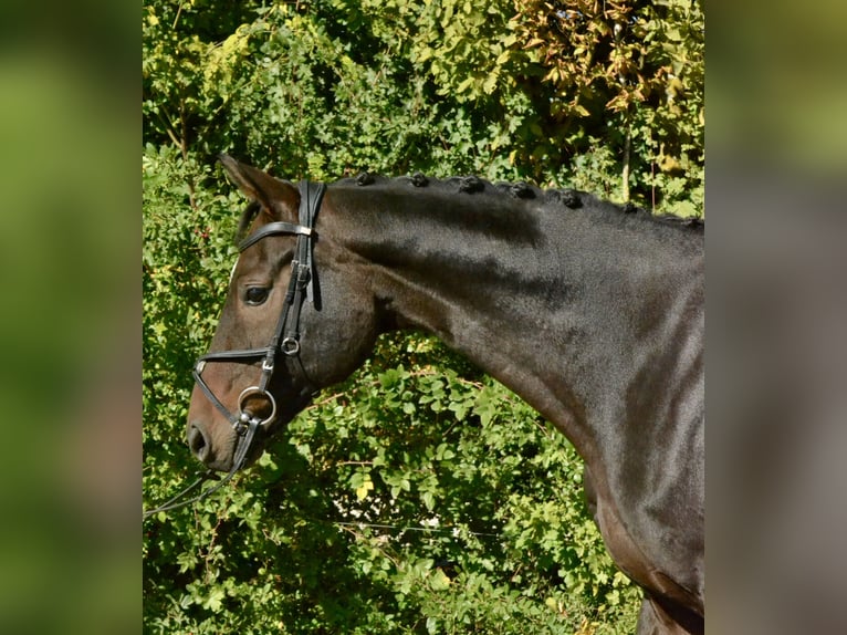 Hanoverian Gelding 13 years 16.2 hh Smoky-Black in Würzburg