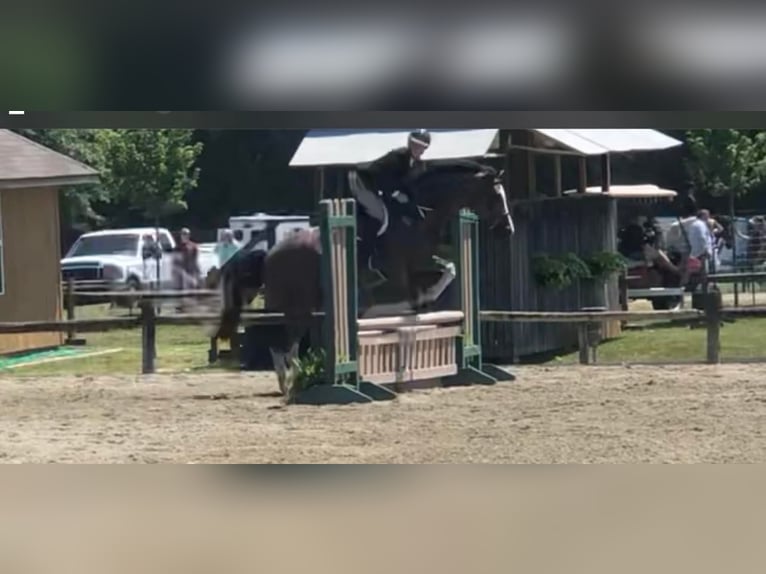 Hanoverian Gelding 13 years 16,3 hh Bay in Sandston VA